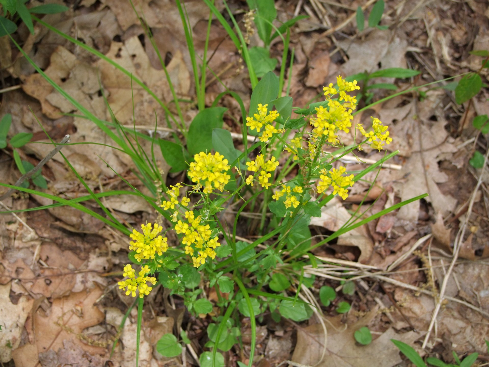 Hike 309 to Bake Oven Knob